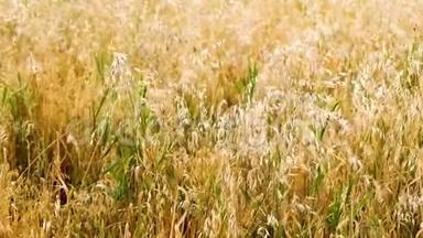 大麦的耳朵在风中摇摆。 田间美丽的夏金黑麦大麦和小麦特写，为<strong>绿色产业</strong>。